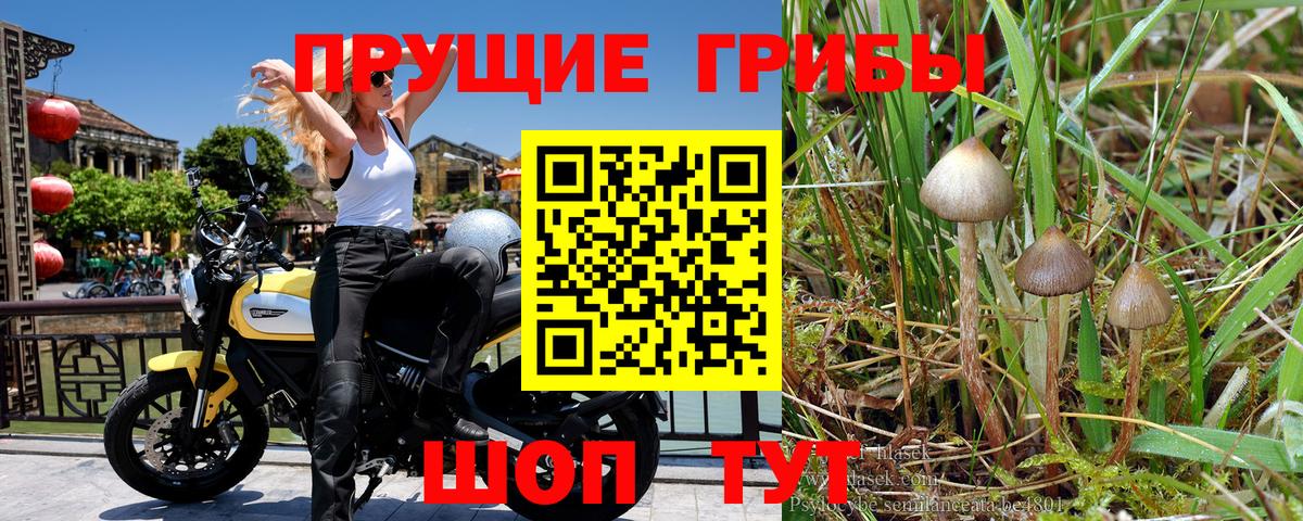 Псилоцибиновые грибы MAGIC MUSHROOMS Котельники